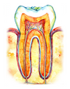 Molar Cross Section Print In Orange Watercolor