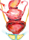 Female Pelvic Anatomy Stack Watercolor Print