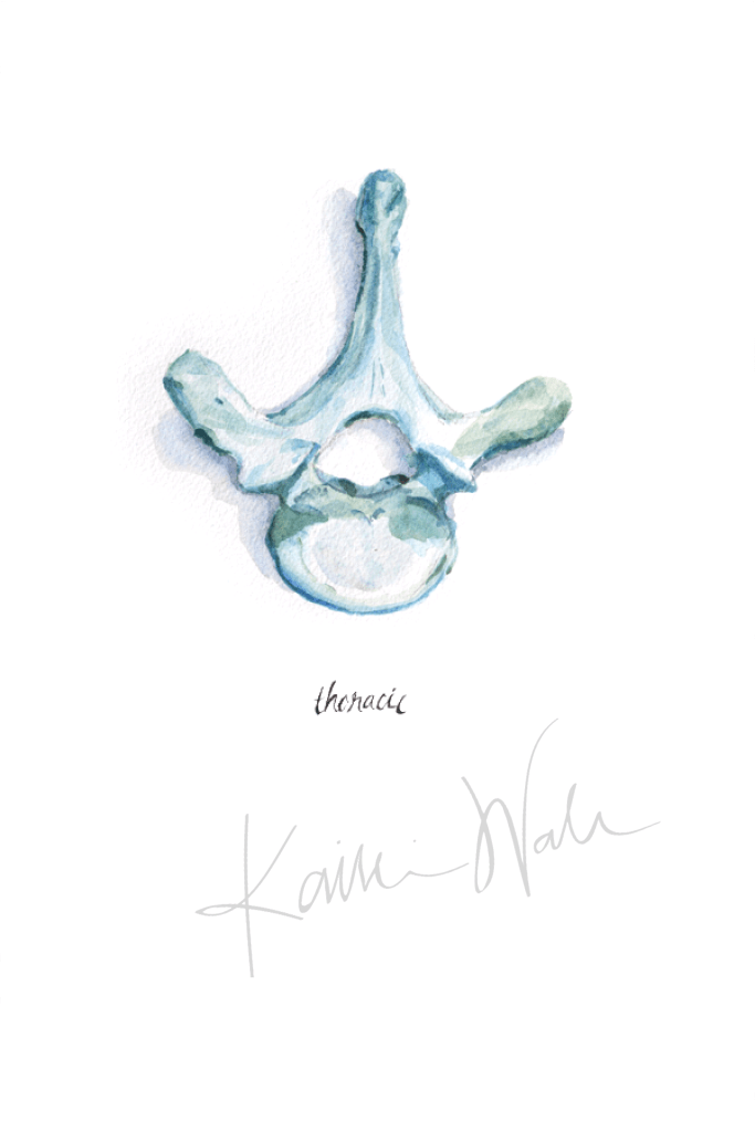 Thoracic Vertebra Print Watercolor