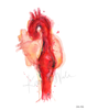 Cardiovascular Print Set Watercolor