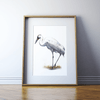 Whooping Crane Print Watercolor